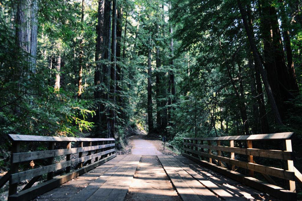 a path over a bridge in the middle of the woods