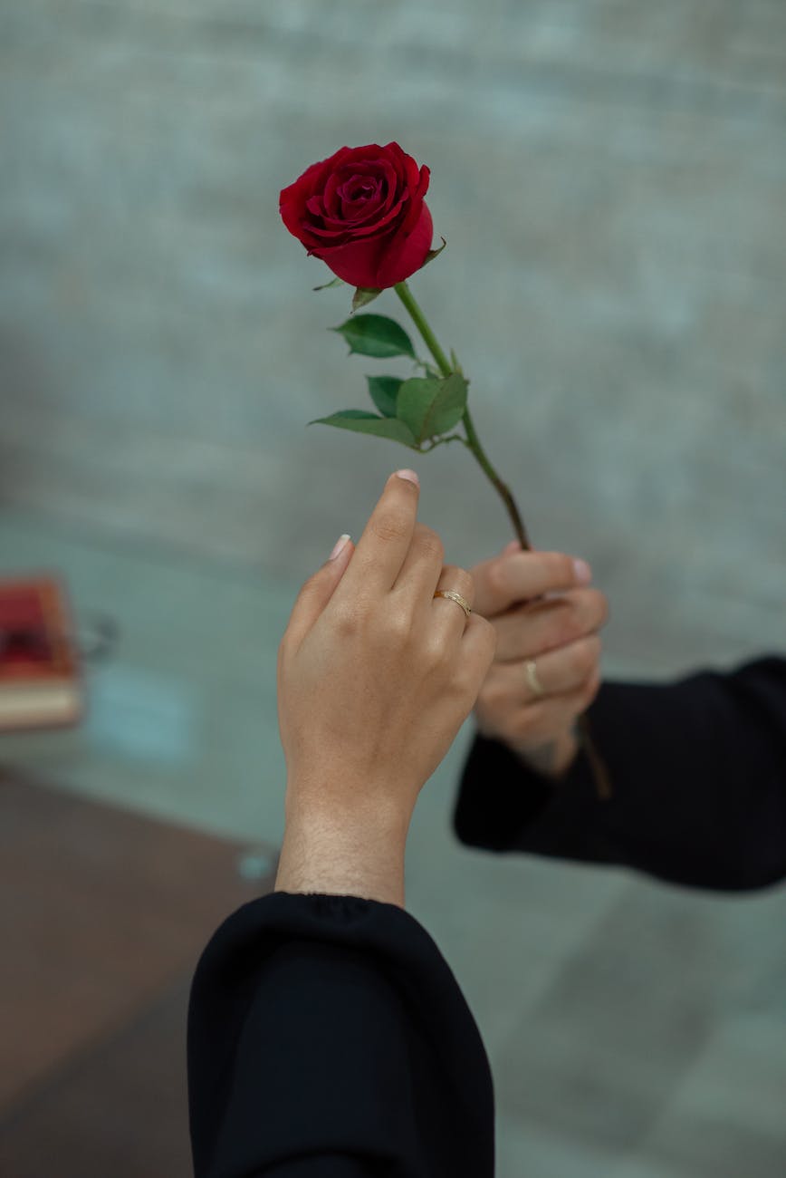 Valentine's Day rose gift