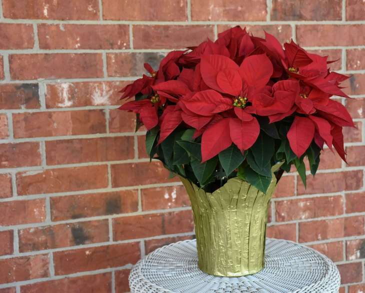 a bunch of poinsettias in a vase on a grey table with a red brick wall